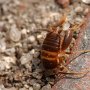 cvrčík mravenčí (Myrmecophilus acervorum)<br />